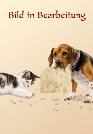 Bild in Bearbeitung: Hund und Katze zerfetzen ein Photo