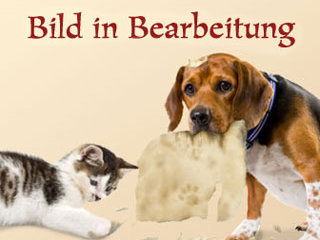 Bild in Bearbeitung: Hund und Katze zerfetzen ein Photo