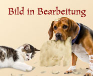 Bild in Bearbeitung: Hund und Katze zerfetzen ein Photo